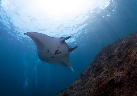 Reef Manta Ray Mobula Alfredi Manta Editorial Stock Photo - Stock Image ...