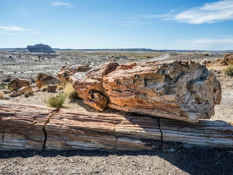 250 Petrified forest Stock Pictures, Editorial Images and Stock Photos