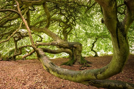 38 Enchanted island Stock Pictures, Editorial Images and Stock Photos ...