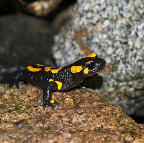 250 Fire salamander Stock Pictures, Editorial Images and Stock Photos ...