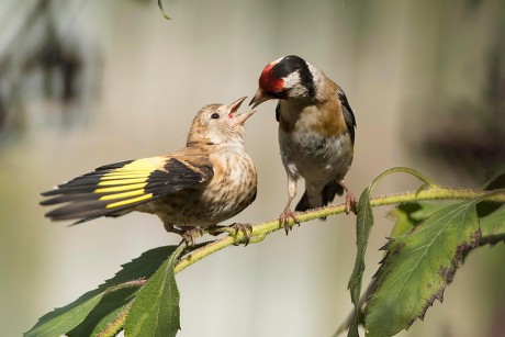 250 Goldfinches Stock Pictures, Editorial Images and Stock Photos ...