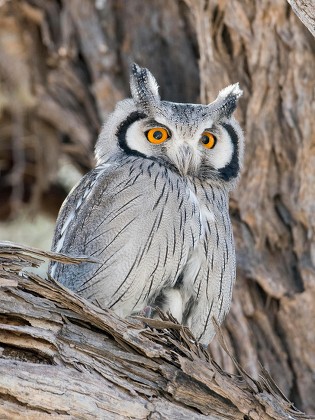 Southern Whitefaced Owl Ptilopsis Granti Kgalagadi Editorial Stock Photo Stock Image