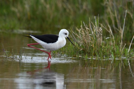 500 Stilt bird Stock Pictures, Editorial Images and Stock Photos ...