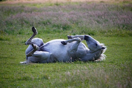 90 Famous mare Stock Pictures, Editorial Images and Stock Photos ...