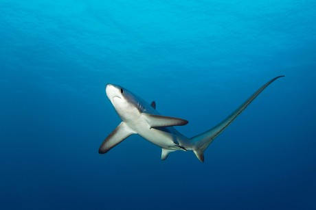 28 Thresher shark Stock Pictures, Editorial Images and Stock Photos ...