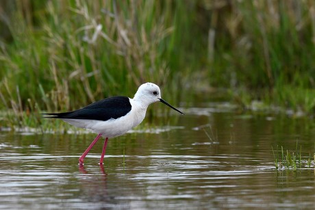 92 Common stilt Stock Pictures, Editorial Images and Stock Photos ...