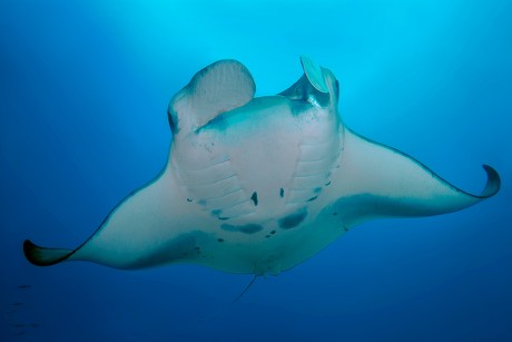 Pelagic Manta Ray Manta Birostris Swimming Editorial Stock Photo ...