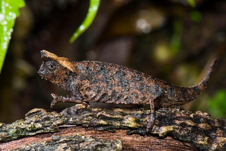 Brown Leaf Chameleon Brookesia Superciliaris Female Editorial Stock ...