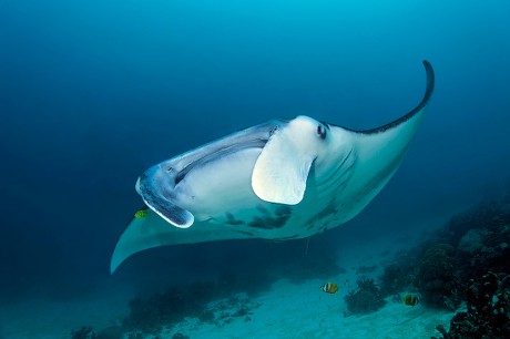 250 Eagle ray Stock Pictures, Editorial Images and Stock Photos ...