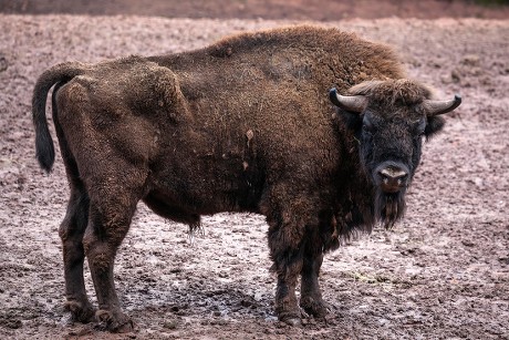 Wisent Bos Bonasus Captive Rhinelandpalatinate Germany Editorial Stock ...