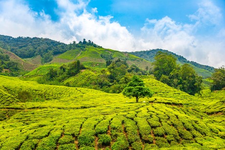 tanah tinggi cameron highland