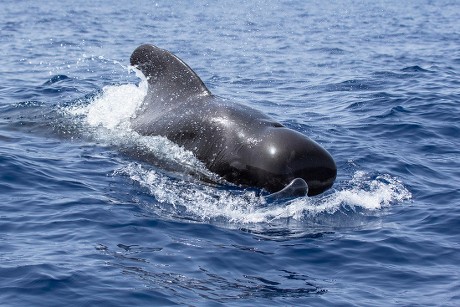 Longfinned Pilot Whale Globicephala Melas Surfacing Editorial Stock ...