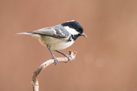 82 Periparus Stock Pictures, Editorial Images and Stock Photos