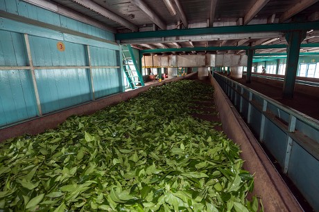 Tea Processing Tea Drying Glenloch Tea Editorial Stock Photo - Stock ...