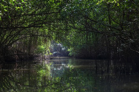 250 Mangrove wood Stock Pictures, Editorial Images and Stock Photos