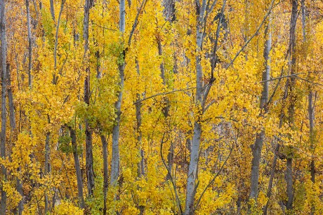 87 Common aspen Stock Pictures, Editorial Images and Stock Photos ...