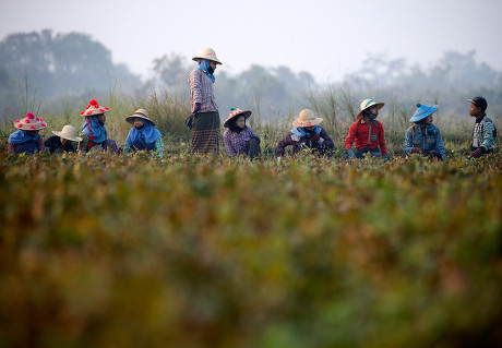 Farm Girls Work Mung Bean Field Editorial Stock Photo - Stock Image ...