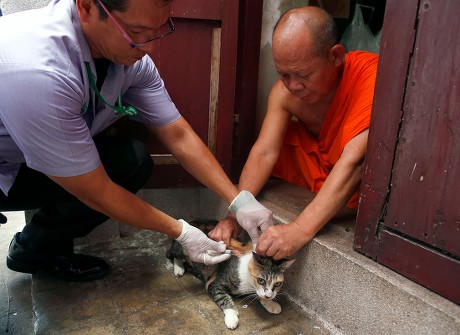 12 Rabies Infected Stray Dogs Stock Pictures, Editorial Images And ...