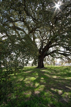 Portuguese Whistler Cork Oak Tree 234 Editorial Stock Photo - Stock ...