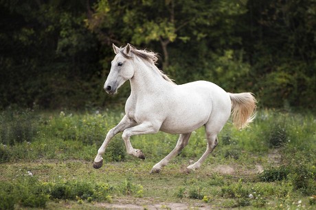 250 Cantering horse Stock Pictures, Editorial Images and Stock Photos ...