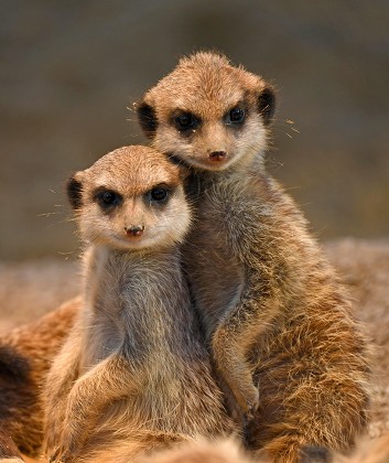 500 Baby meerkat Stock Pictures, Editorial Images and Stock Photos ...