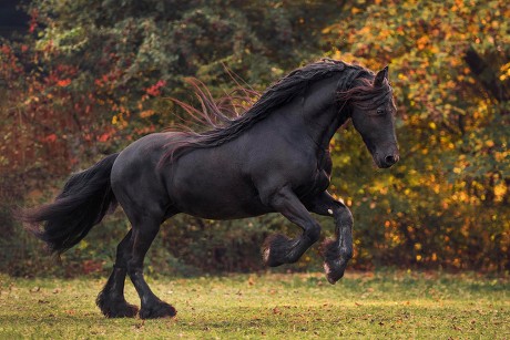 250 Cantering horse Stock Pictures, Editorial Images and Stock Photos ...