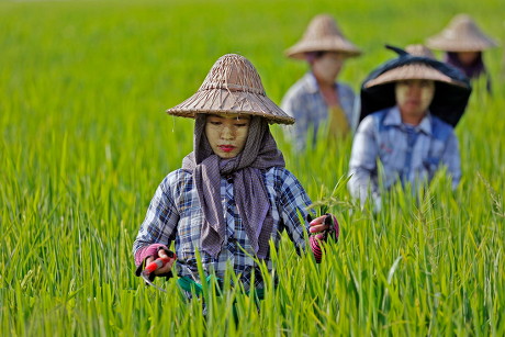 Burmese Farmers Work Maintain Rice Crop Editorial Stock Photo - Stock ...