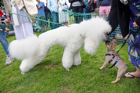 Stars turn out for the All Dogs Matter Great Hampstead Bark Off dog show, Hampstead Heath, London, UK - 12 May 2018