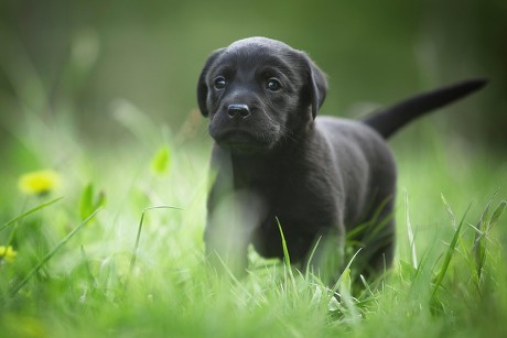 500 Little black dog Stock Pictures, Editorial Images and Stock Photos ...