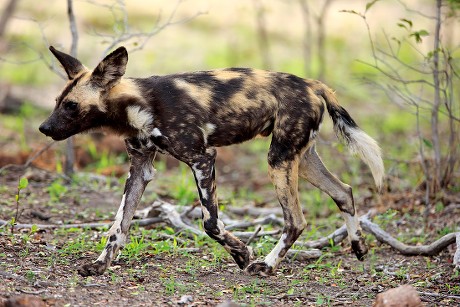 250 African Hunting Dog Stock Pictures Editorial Images And Stock   Shutterstock 9674692a 