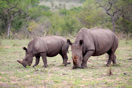 500 Rhinoceroses Stock Pictures, Editorial Images and Stock Photos ...