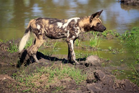 250 African Hunting Dog Stock Pictures Editorial Images And Stock   Shutterstock 9675551a 