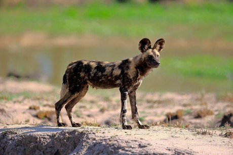 250 African Hunting Dog Stock Pictures Editorial Images And Stock   Shutterstock 9675592a 