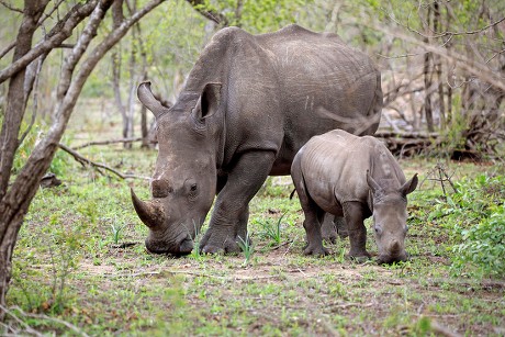 500 Rhinoceroses Stock Pictures, Editorial Images and Stock Photos ...