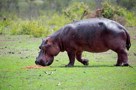 500 Sabi sands Stock Pictures, Editorial Images and Stock Photos ...