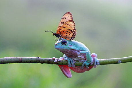 Frog Butterfly Editorial Stock Photo - Stock Image | Shutterstock