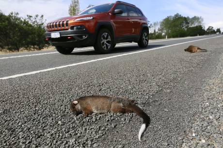 SEEING ROADKILL OR DEAD ANIMALS ALONG YOUR PATH visual data 8