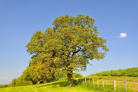 500 French oak Stock Pictures, Editorial Images and Stock Photos ...