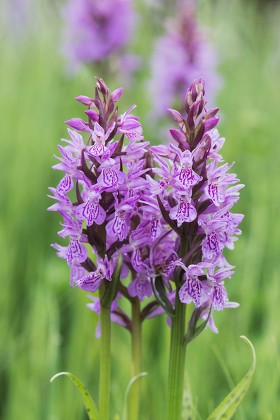 1,000 Orchis Stock Pictures, Editorial Images and Stock Photos ...