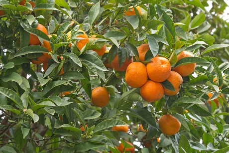 250 Citrus farming Stock Pictures, Editorial Images and Stock Photos ...