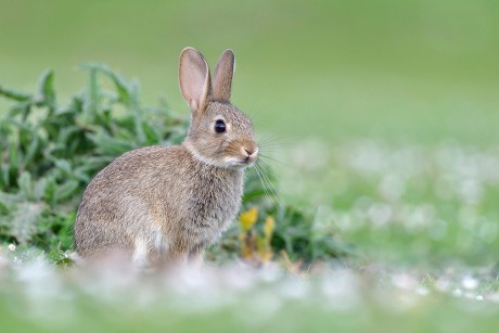 1,000 Cuniculus Stock Pictures, Editorial Images and Stock Photos