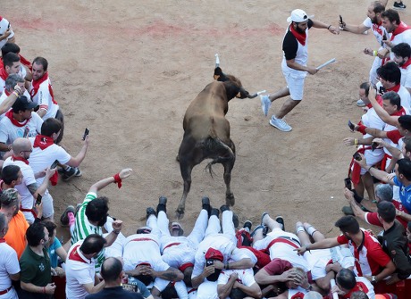 Wild Cow Entering Bullring Jumps Over Editorial Stock Photo - Stock ...