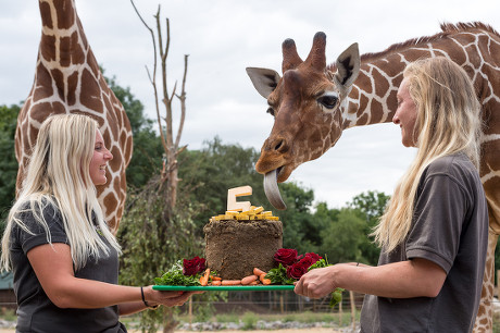 Giraffe cake as 'Wild Place' celebrates 5th Birthday, Bristol, UK - 18 Jul 2018