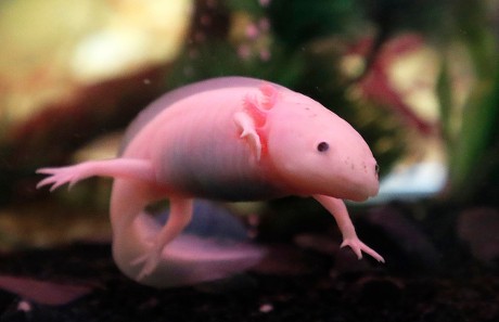 Mexican Salamander Known Axolotl Swims Captivity Editorial Stock Photo