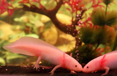 Mexican Salamanders Known Axolotl Swim Captivity Editorial Stock Photo