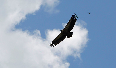 Griffon Vulture Flies Above Uvac Lake Editorial Stock Photo - Stock ...