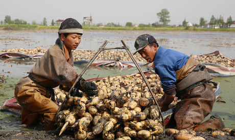 Workers Pick Lotus Roots Duntou Town Editorial Stock Photo - Stock Image | Shutterstock | Shutterstock Editorial