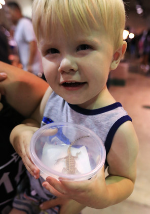 __COUNT__ imágenes de Los Angeles Reptile Show, USA - 12 Aug 2018
