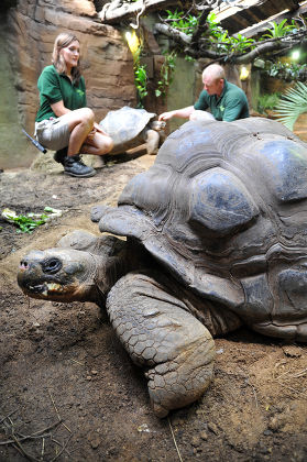 Dirk Galapagos Tortoise Editorial Stock Photo - Stock Image | Shutterstock