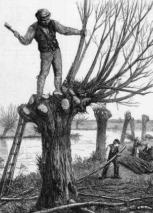 Polling A Willow 1873